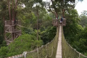Bukit Bangkirai, Objek Wisata Alam dengan Panorama Memukau di Kutai Kartanegara